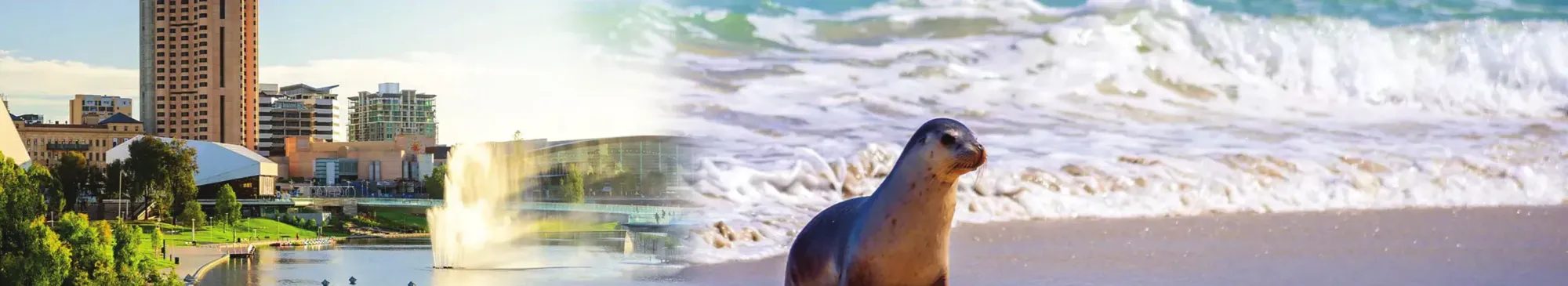 Adelaide city skyline and a sea lion on a South Australian beach